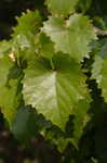 Muscadine grape